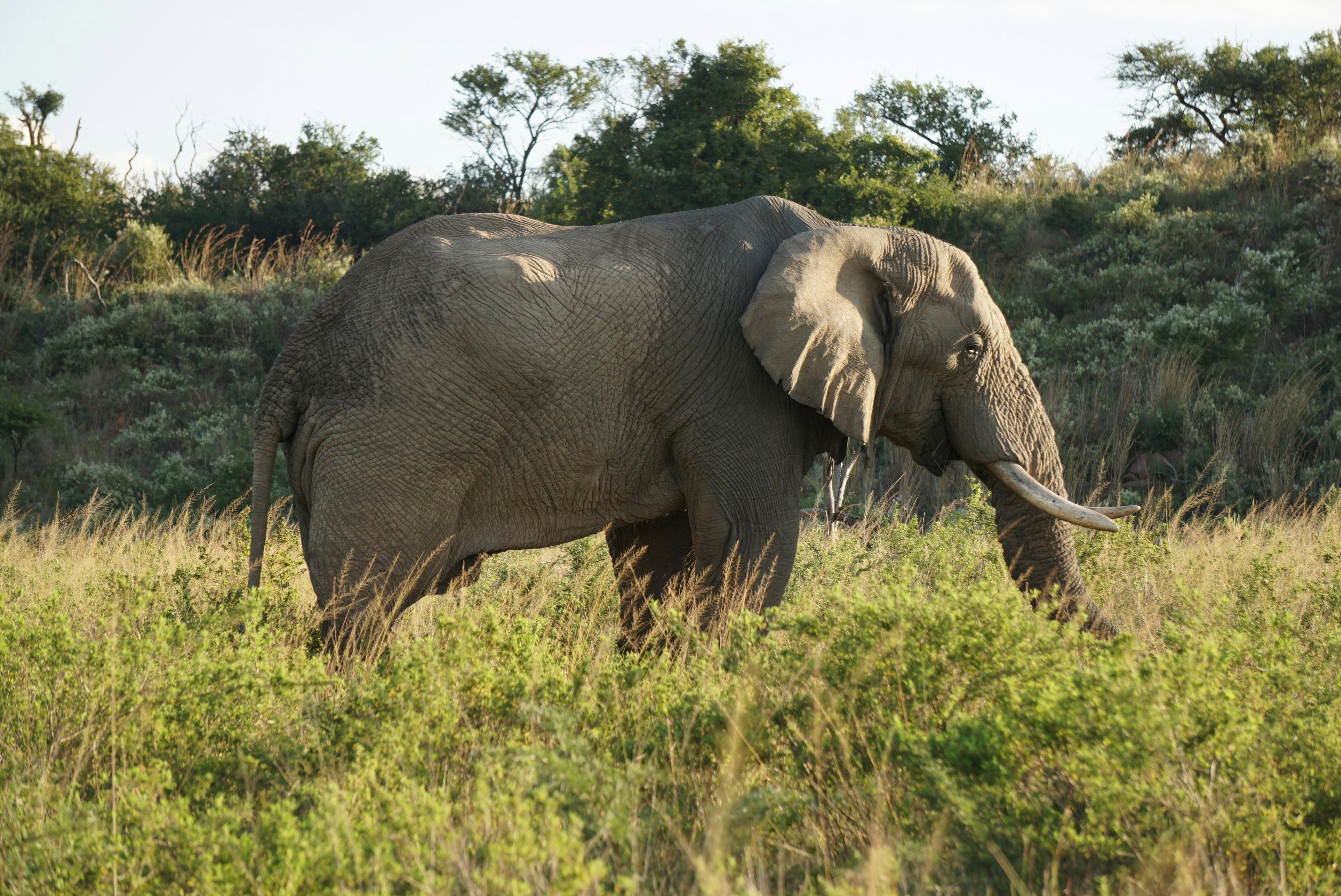 Hunting in Ouémé: A Comprehensive Guide for Hunters – Exploring Opportunities, Challenges, and Conservation Efforts (PART 2)