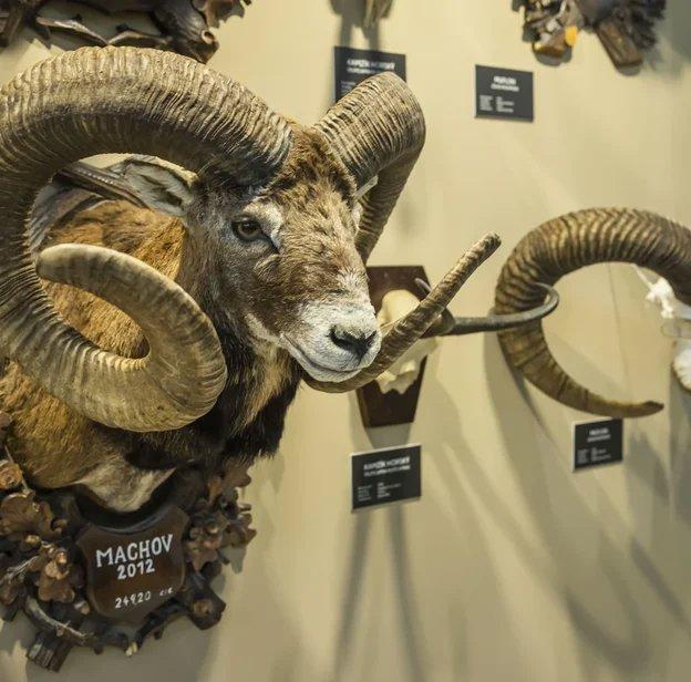 🇨🇿 National Gamekeeping Show 2025