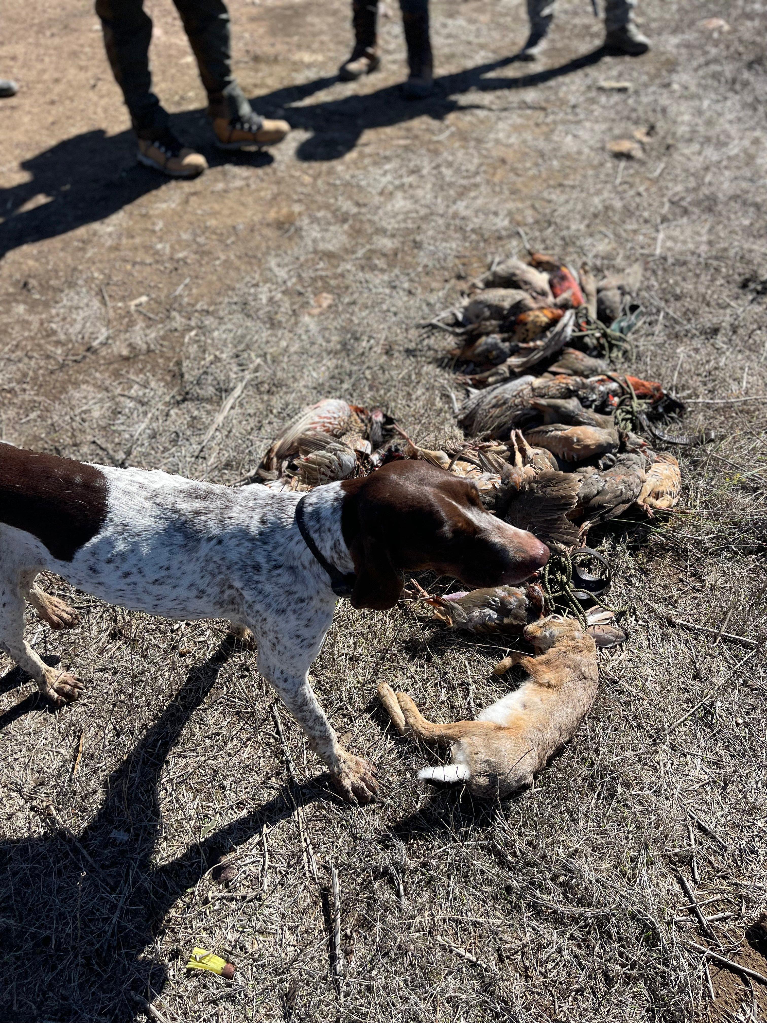 Wild hare hunting Morocco: A Hunter’s Tale from the Wild Plains