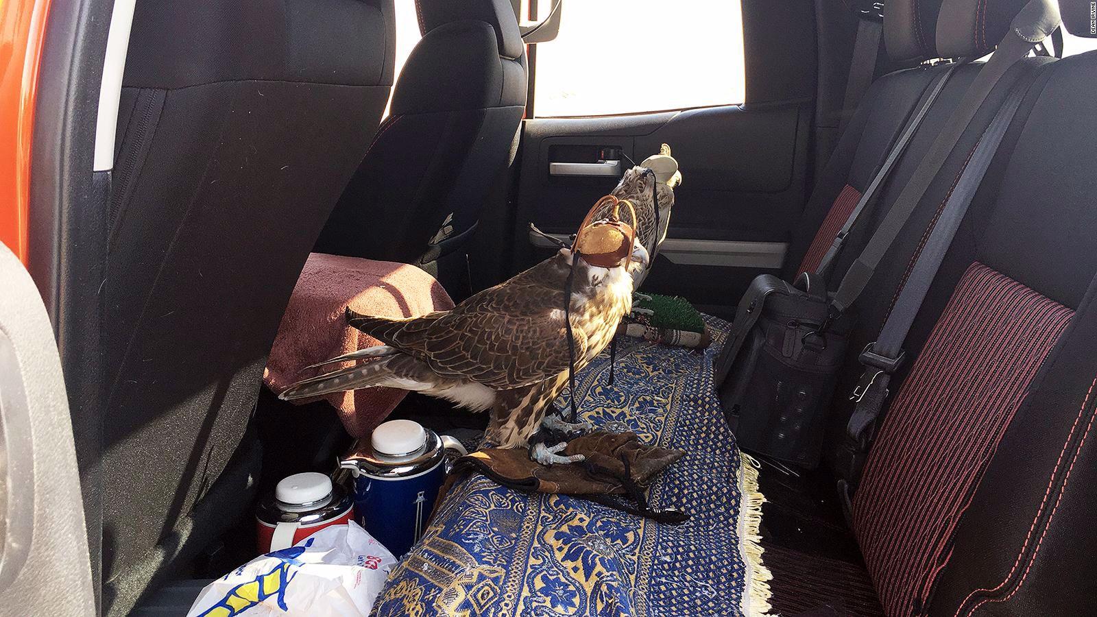 Desert hunting with the falcons of Abu Dhabi