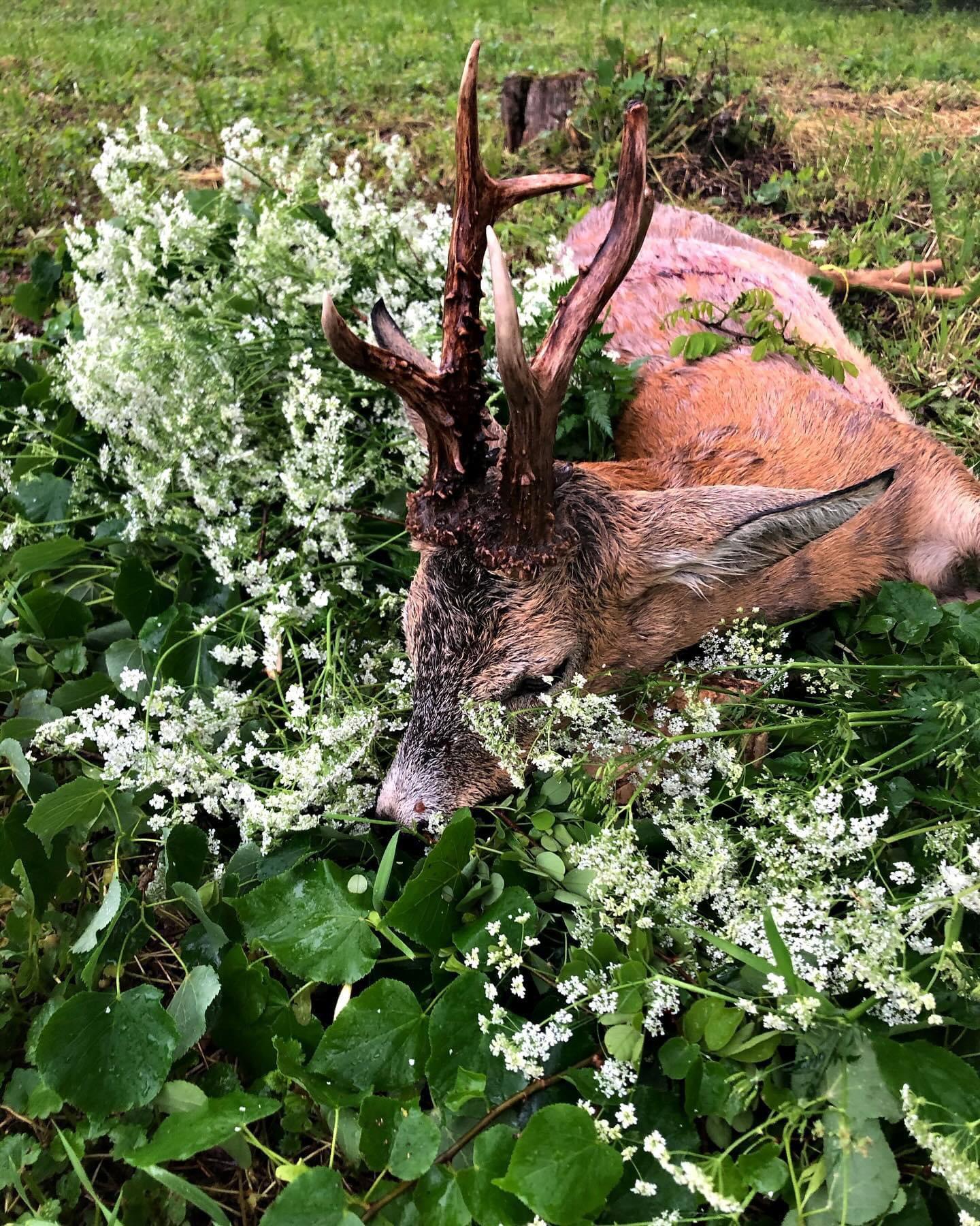 ROE BUCK hunting 📯📯 | 🍃🌿 Slovakia 🇸🇰