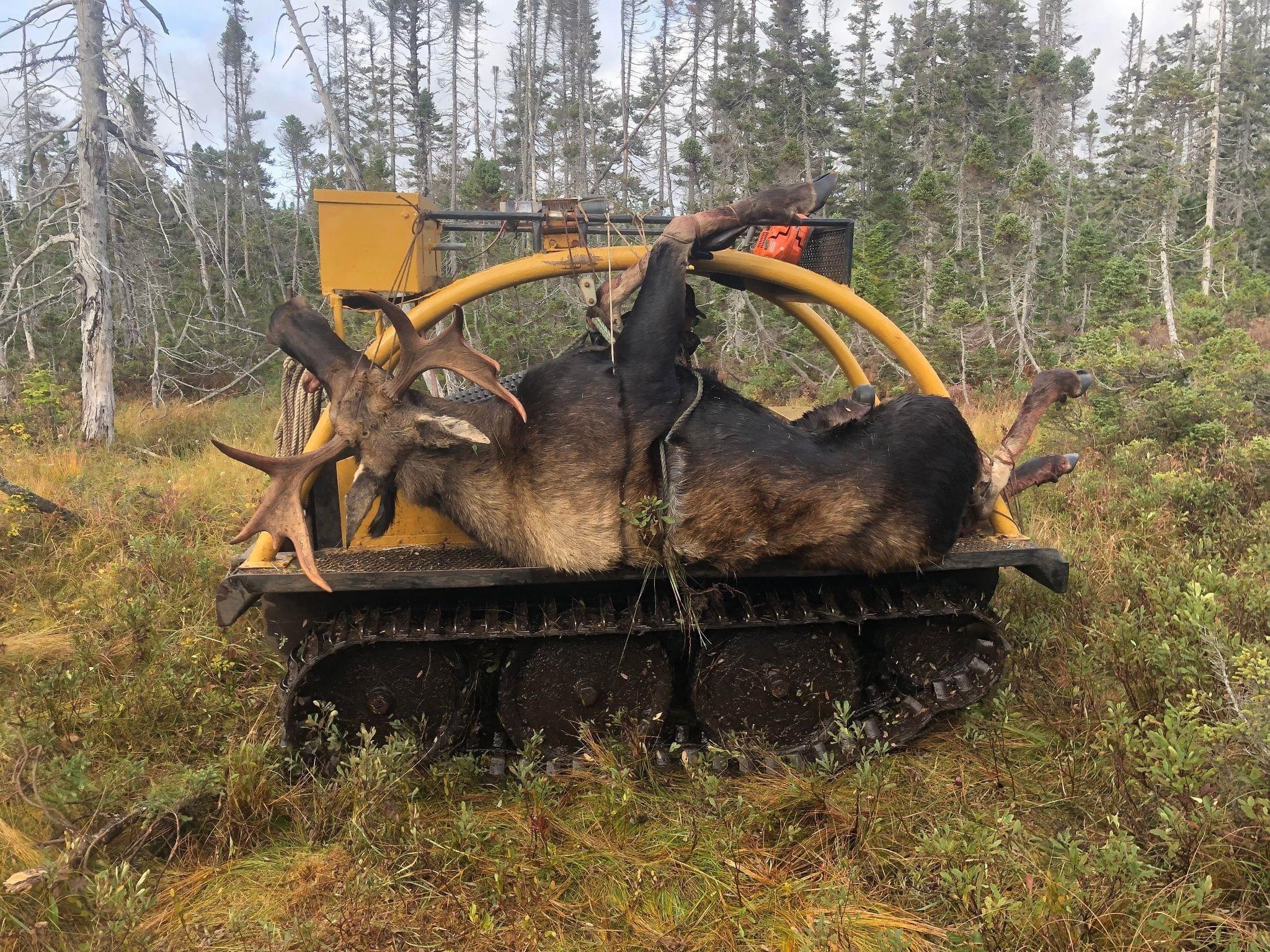 A Moose we took in Newfoundland week before last...Plus the hauling machine...a J5
