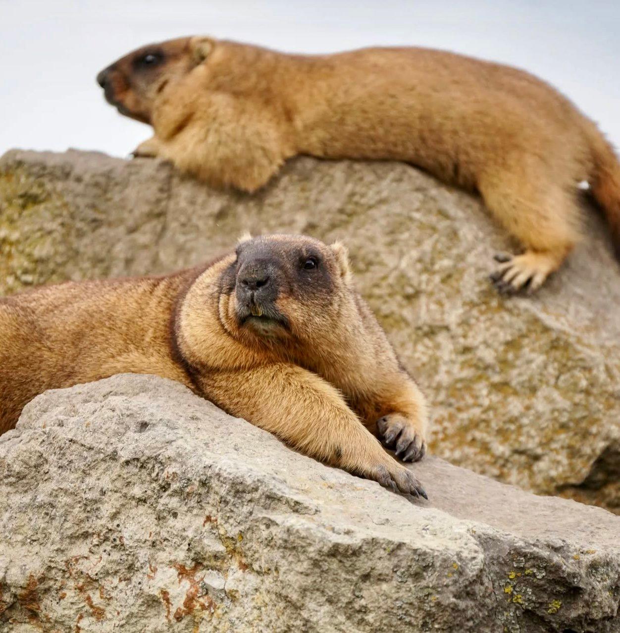 СУРОК БАЙБАК: описание, охота на сурка байбака, где обитает, сезон и методы добычи.