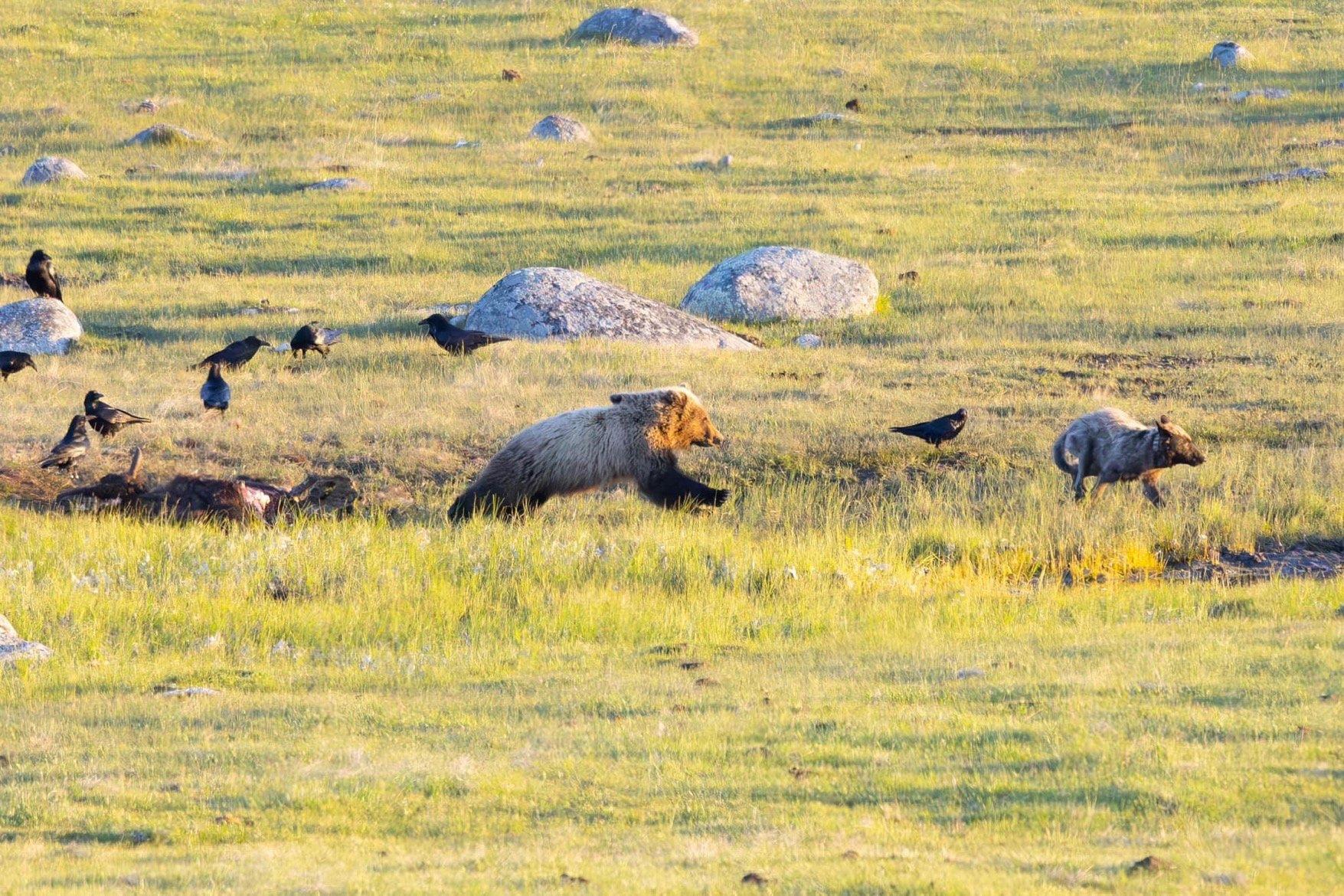 Wolf charges Bear, then Bear charges the Wolf.