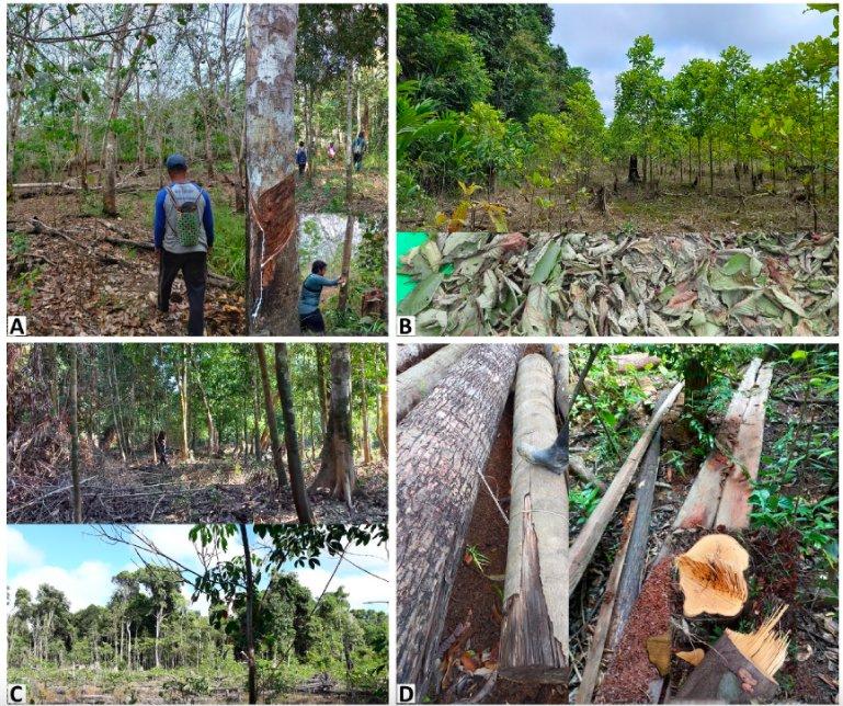 Deforestation in Borneo threatens three endangered, endemic plant species