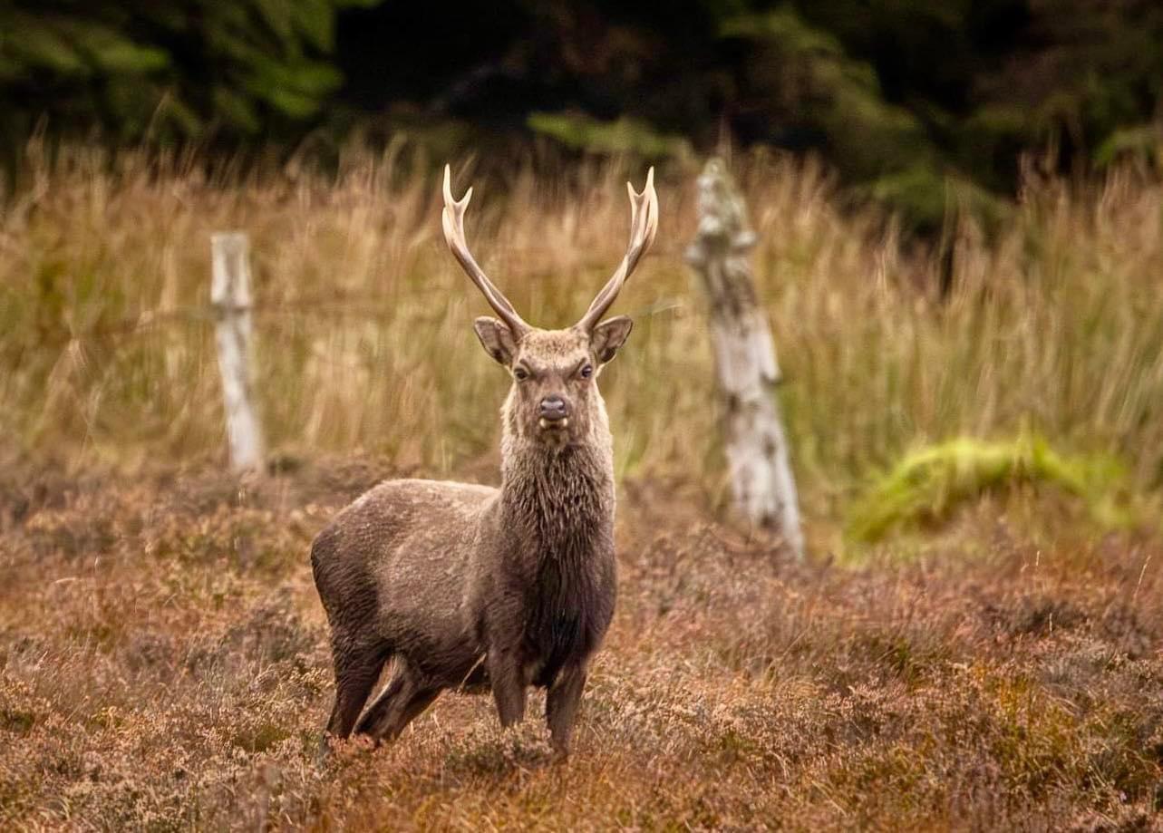 A majestic County Wicklow Sika stag photographed in recent days.