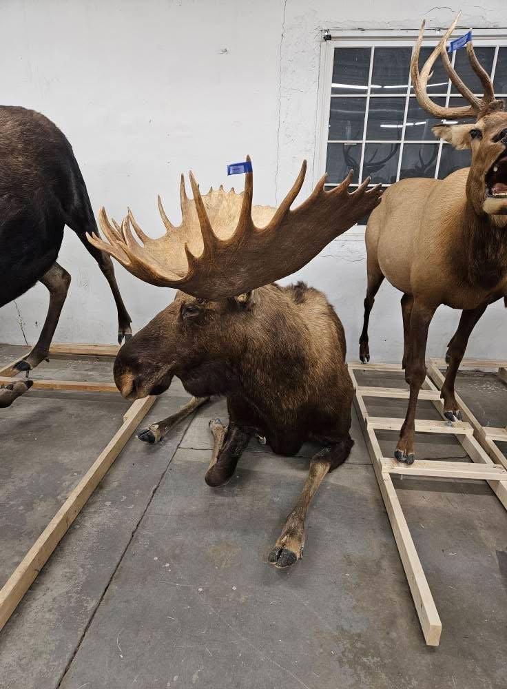 Full moose charging (repro antlers) 3️⃣5️⃣0️⃣0️⃣