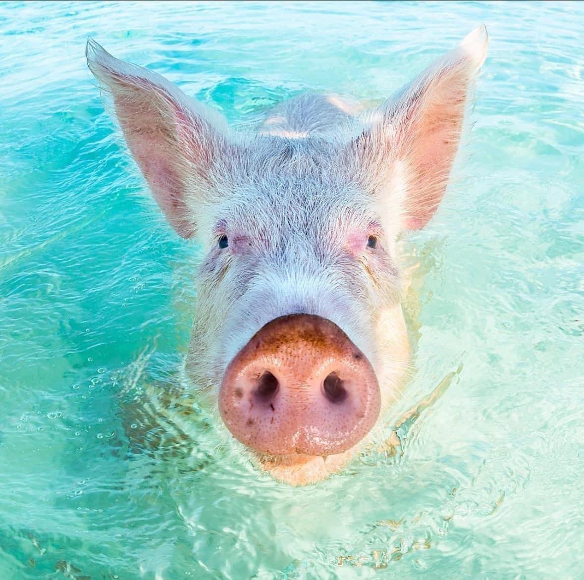 Pig 🐽 Beach 🏖️ Exuma, Bahamas 🇧🇸
