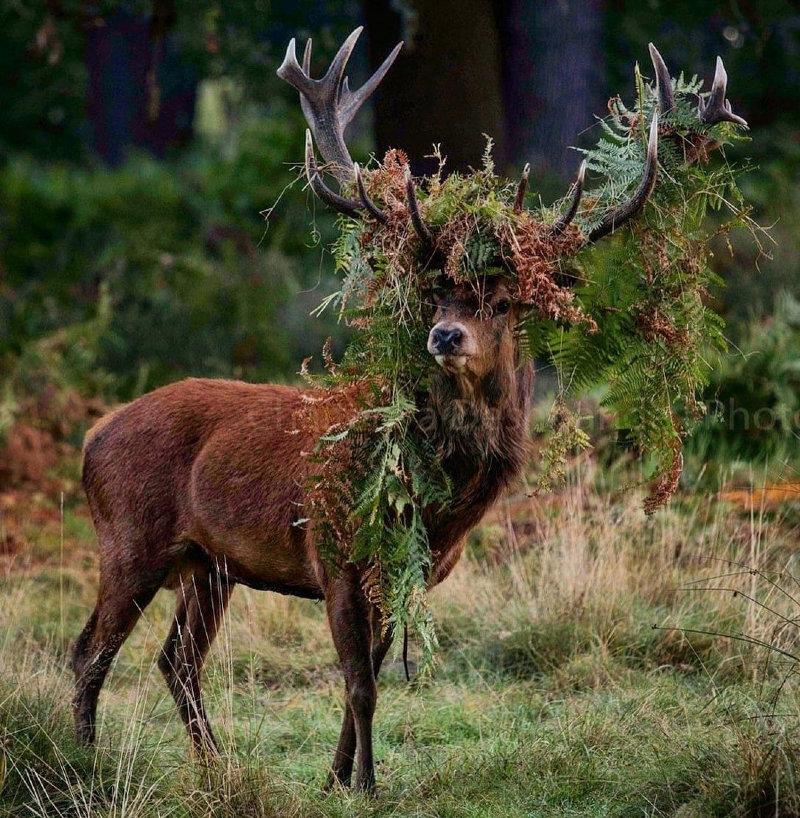 Magnificent Stud does a Royal Pose 