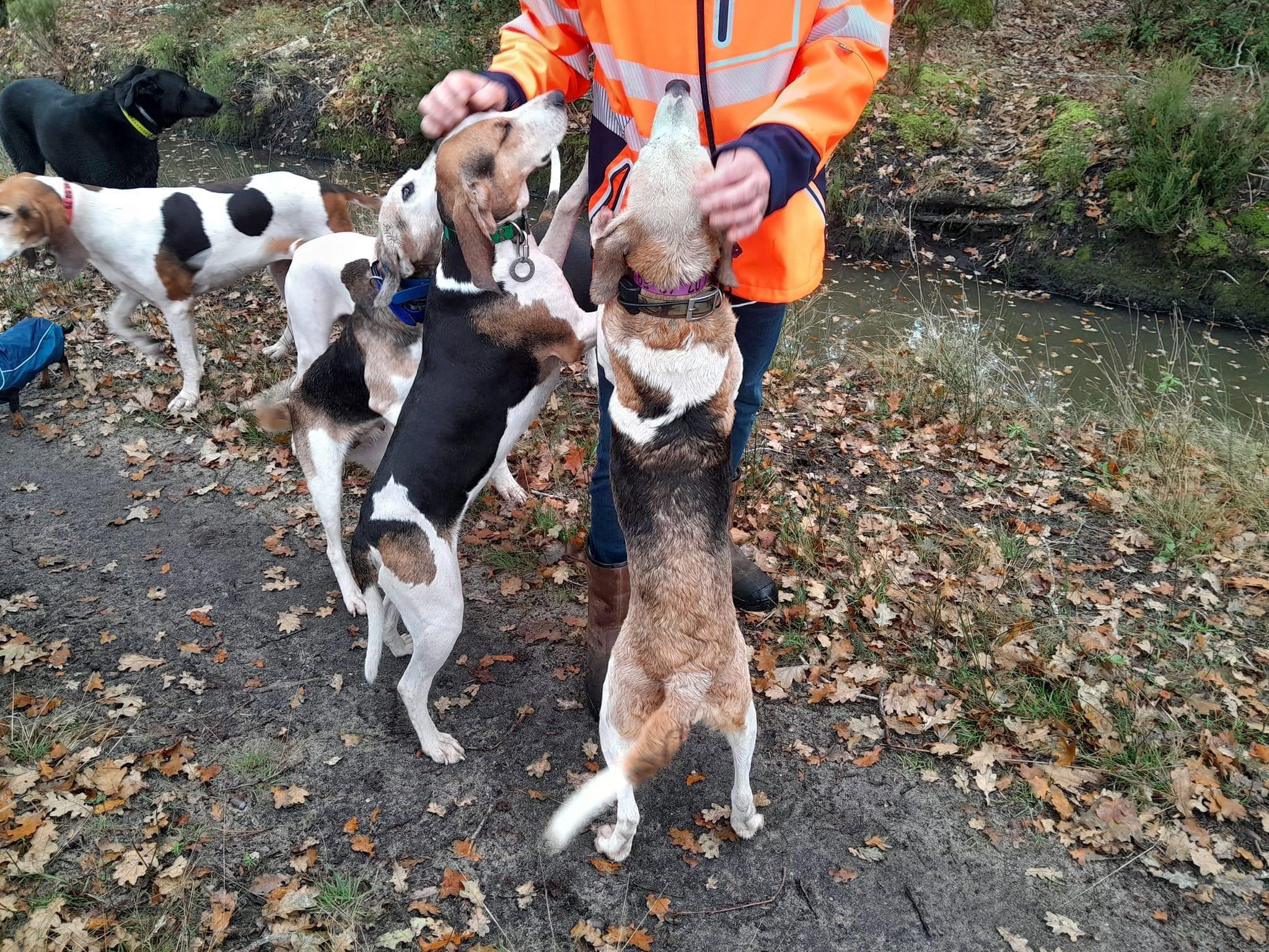 Bonjour ces 2 petites pepettes croisé beagle anglo cherchent une derniere famille pour encore quelques belles chasse et des caressent et calins leurs maitre es décédé elles sont encore en forme et capable de chassé elles lance et méne sans probléme surtout au chevreuil mais peuvent convenir pour chasser le tout venant.sociable elles s entendent avec tous le monde.