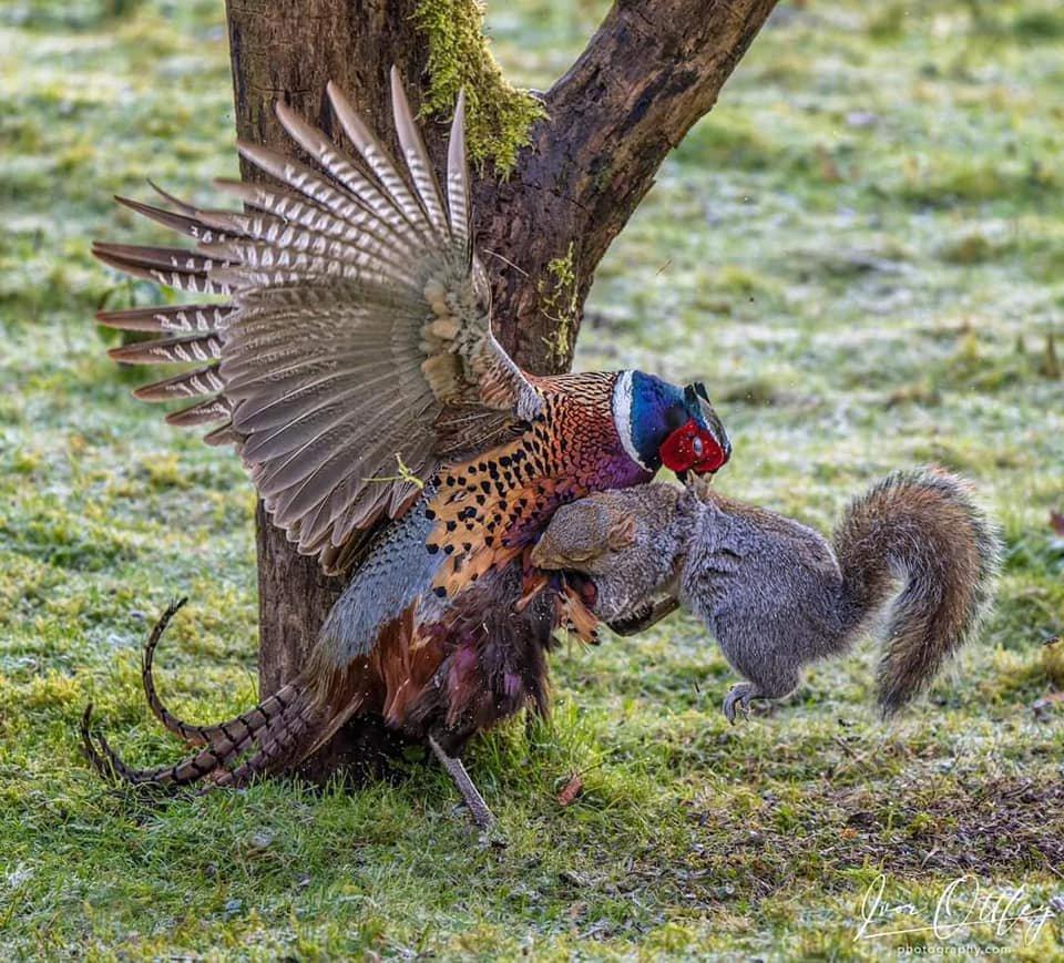 Pheasant vs Squirrel