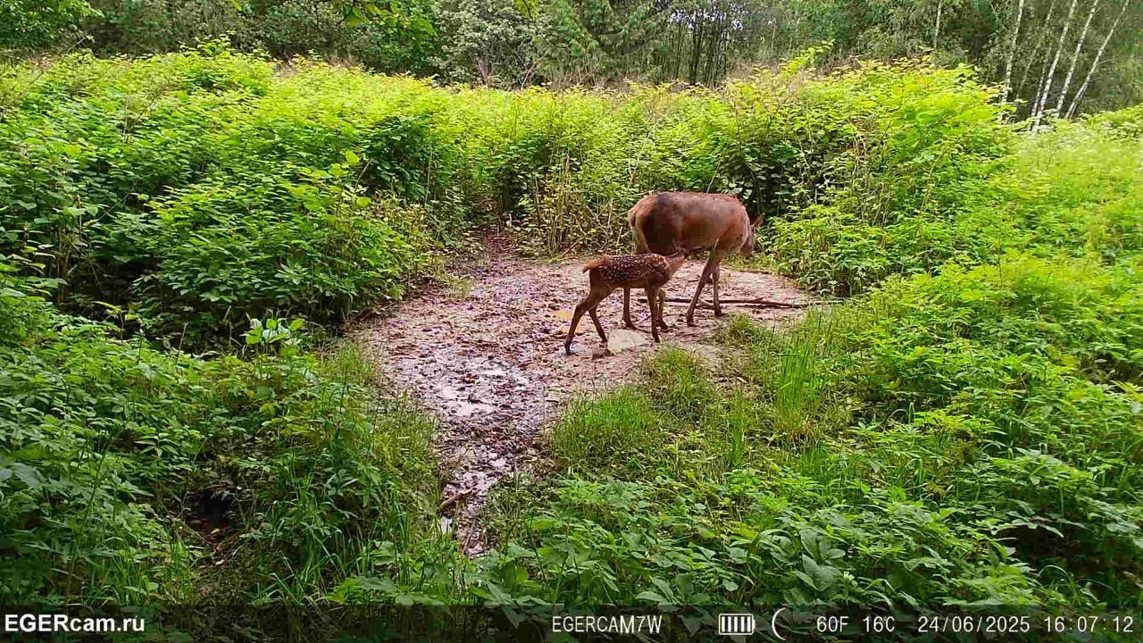 Regular photo report from our traps in the hunting grounds📸🦌
