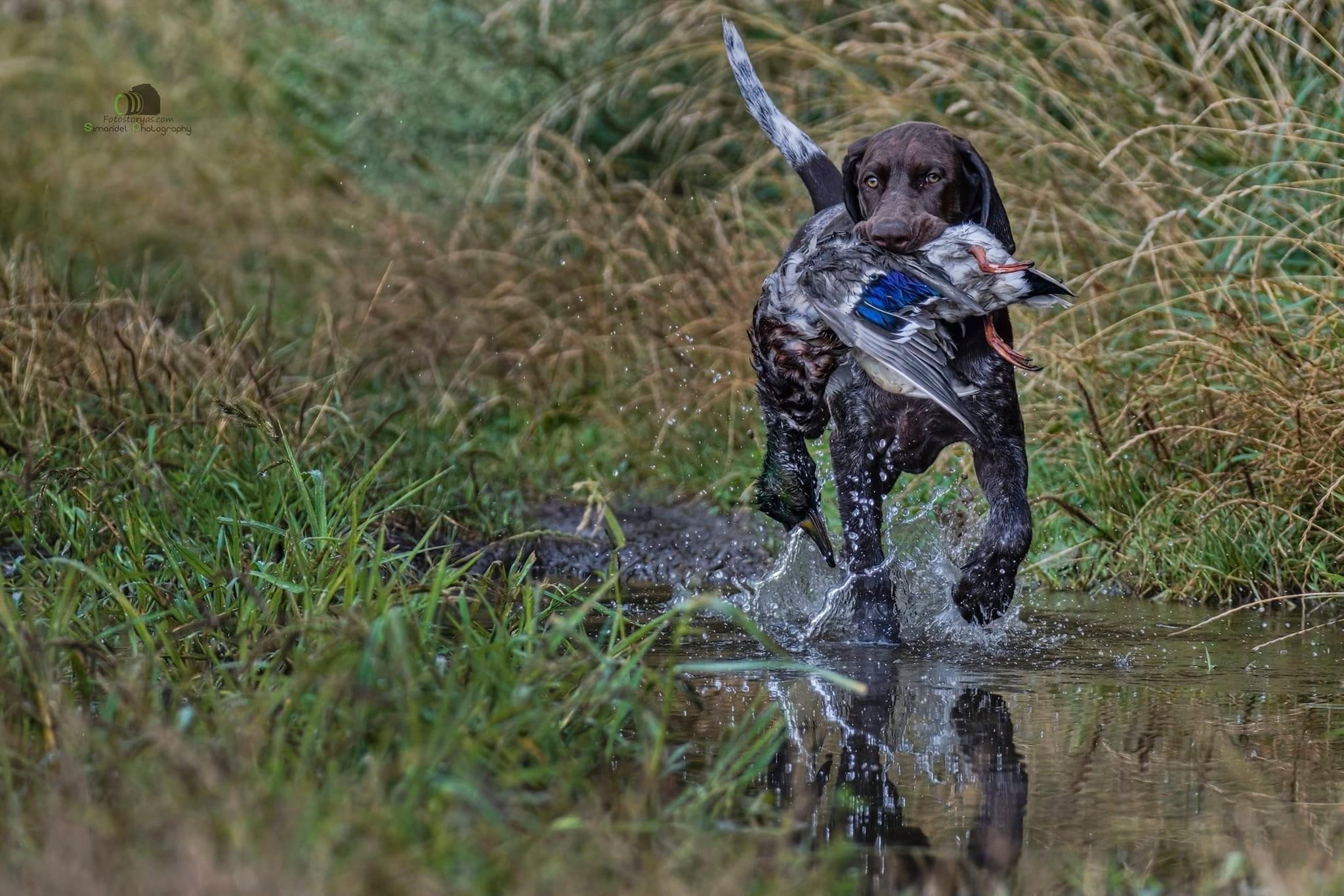 A little German who has a hunting desire to learn.