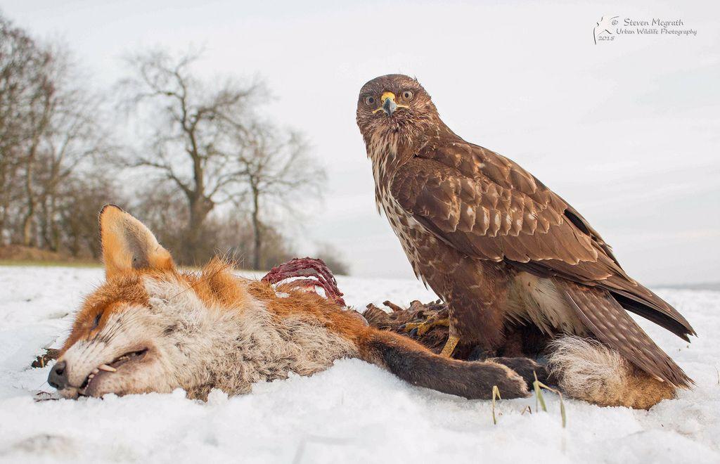 Falcon Annihilates Fox and Deer