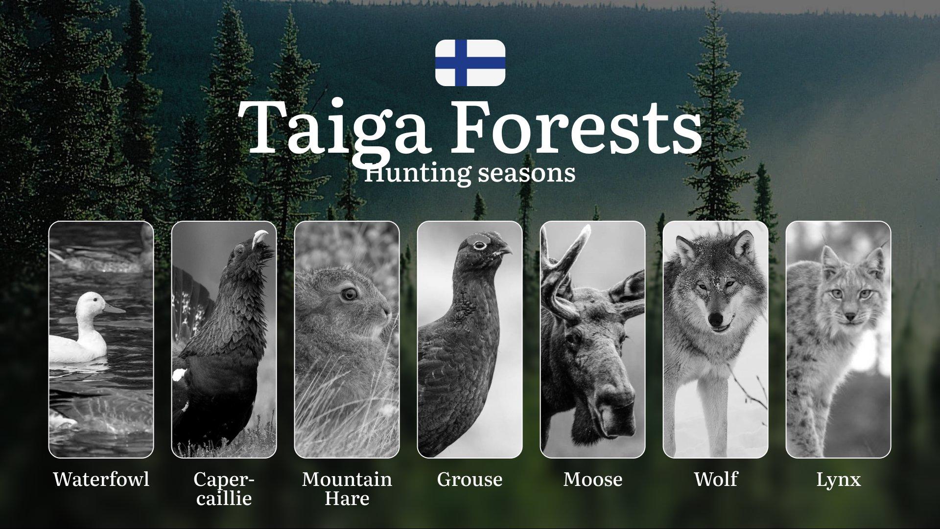 Hunting Seasons in TAIGA FORESTS: Optimal Timing, Required Permits, Penalties, Crucial Regulations and Restrictions