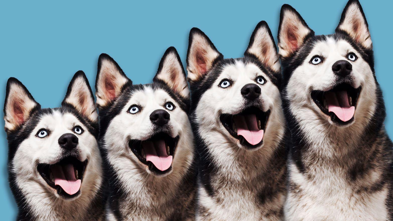 Do cloned pets actually look and act like the original?