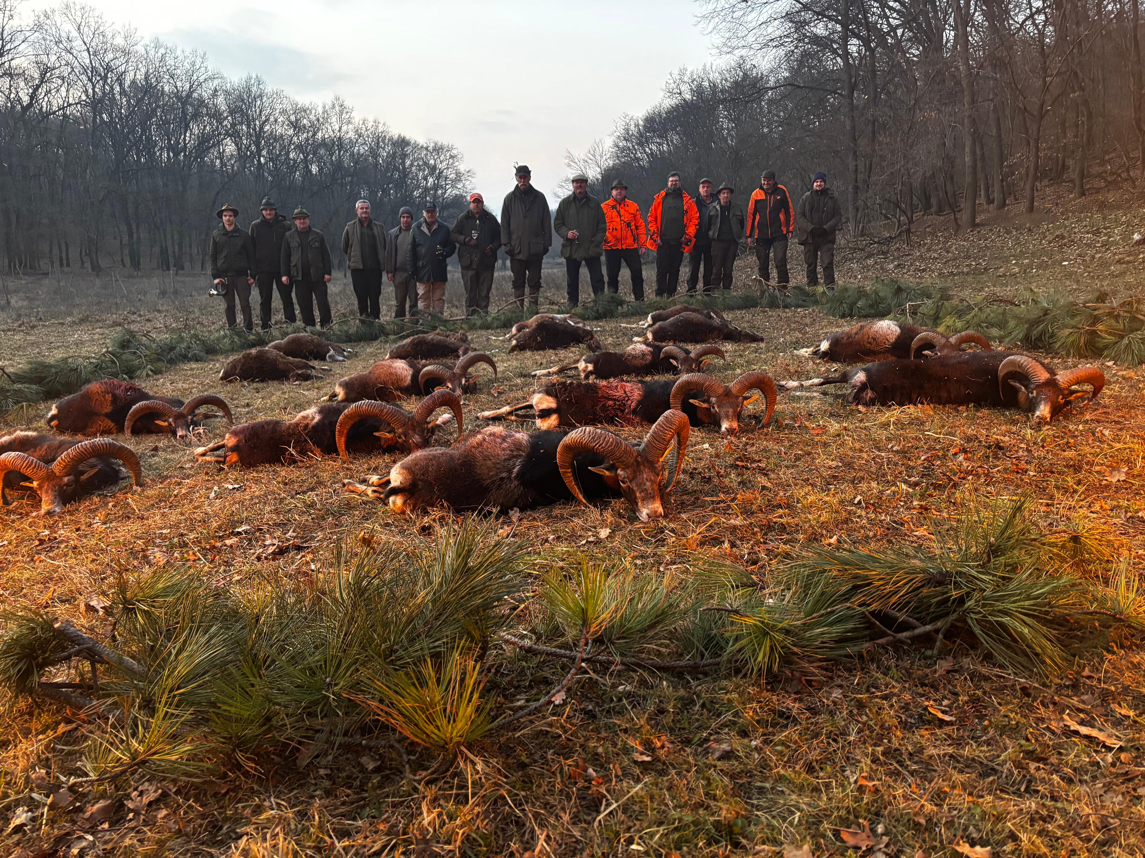 An unforgettable day in the Hungarian hills — proud to have taken a stunning trophy mouflon on this trip.