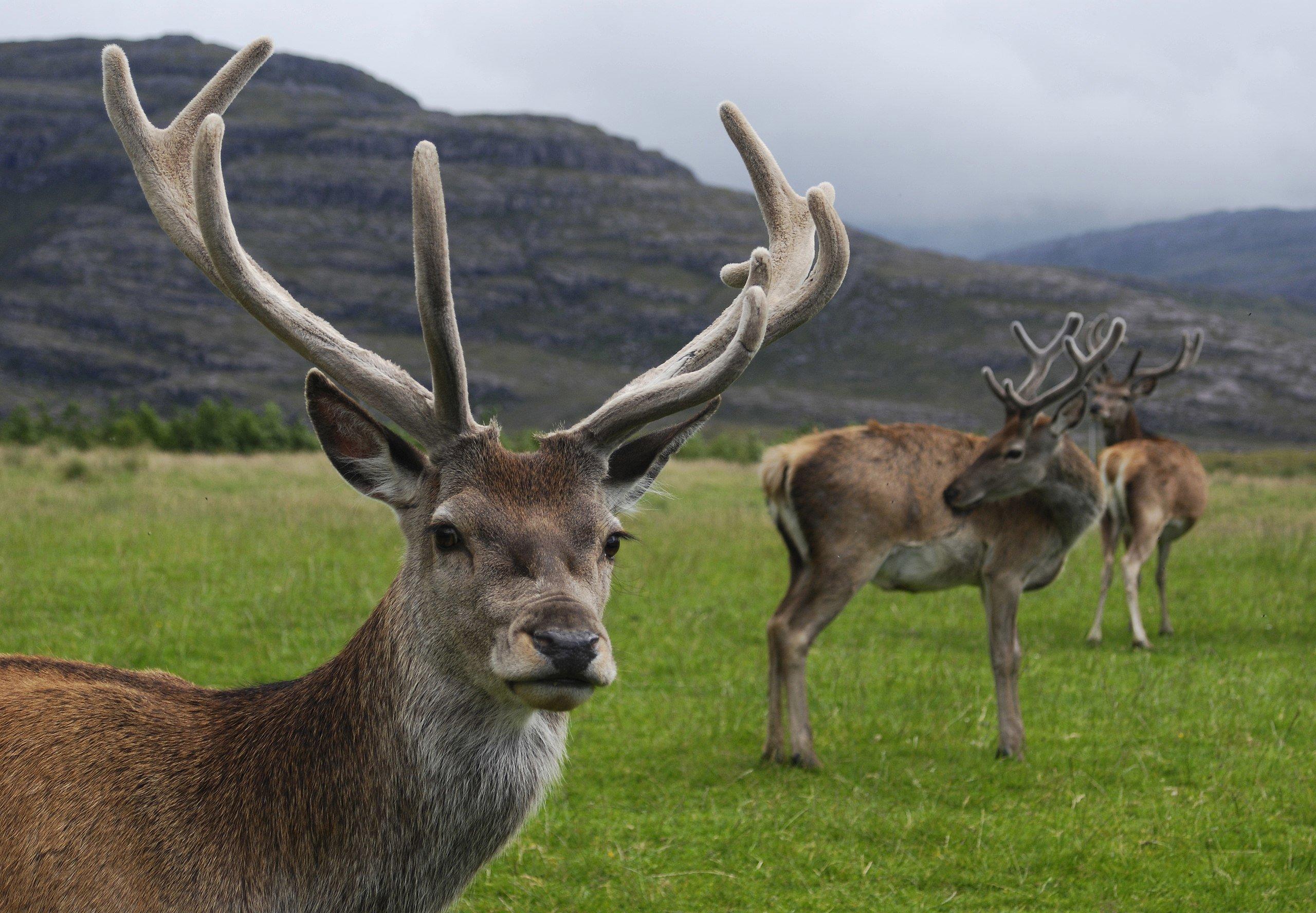 RED DEER