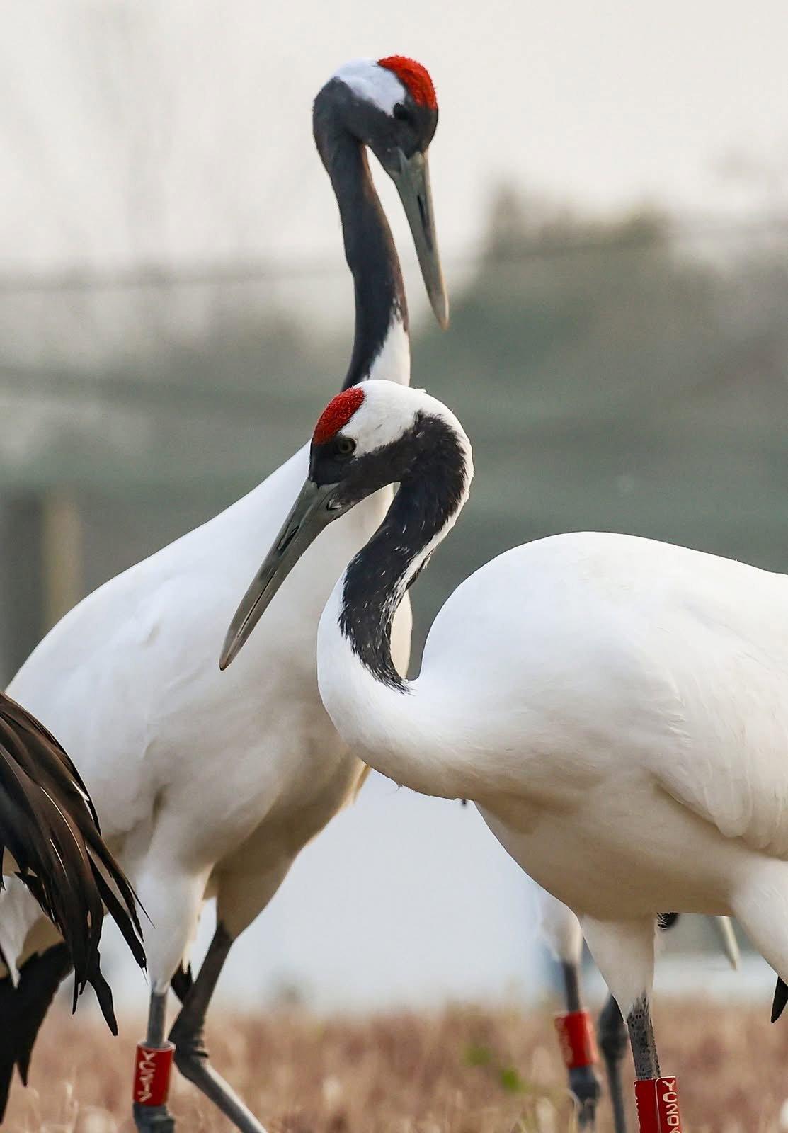 The Jiangsu #Yancheng Wetland and Rare Birds National Nature Reserve in Yancheng, Jiangsu Province has become a winter haven for wildlife.