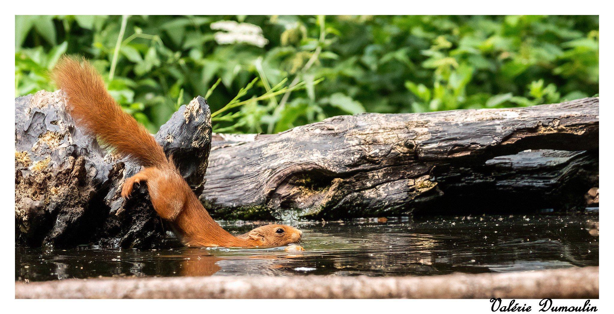 Parfois il faut savoir se mouiller pour obtenir ce que l'on veut , en l'occurrence une noisette dans l'eau ️🤣🤣😊😊