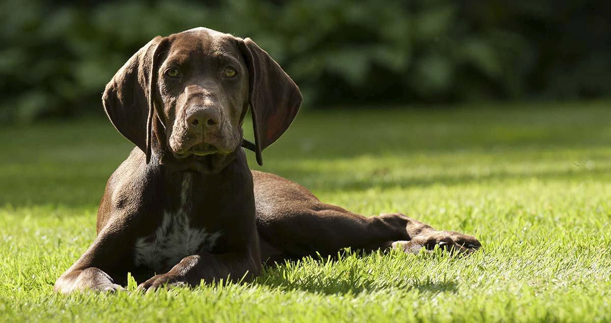 Hunting dogs including the Labrador Retriever, Golden Retriever and English Cocker Spaniel are popular working companions.