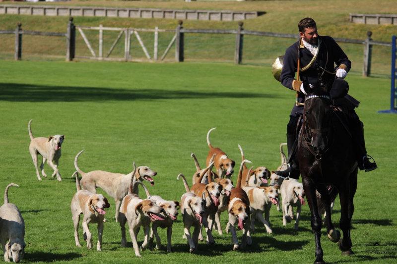 📣🦌🐶🐴📯