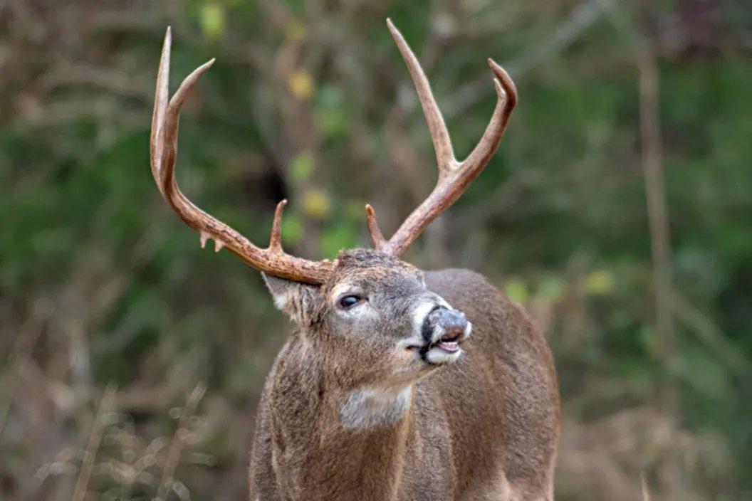 🦌 Top Hunting Tips & Tricks for a Successful Season!