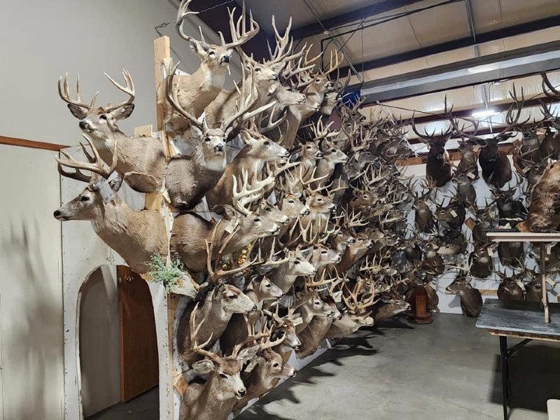 We DEFINITELY have our work cut out for us for the Friday  antler auction  day 2 of this huge 3 day auction in Maquoketa Iowa October 12-14 attended in person or bid online