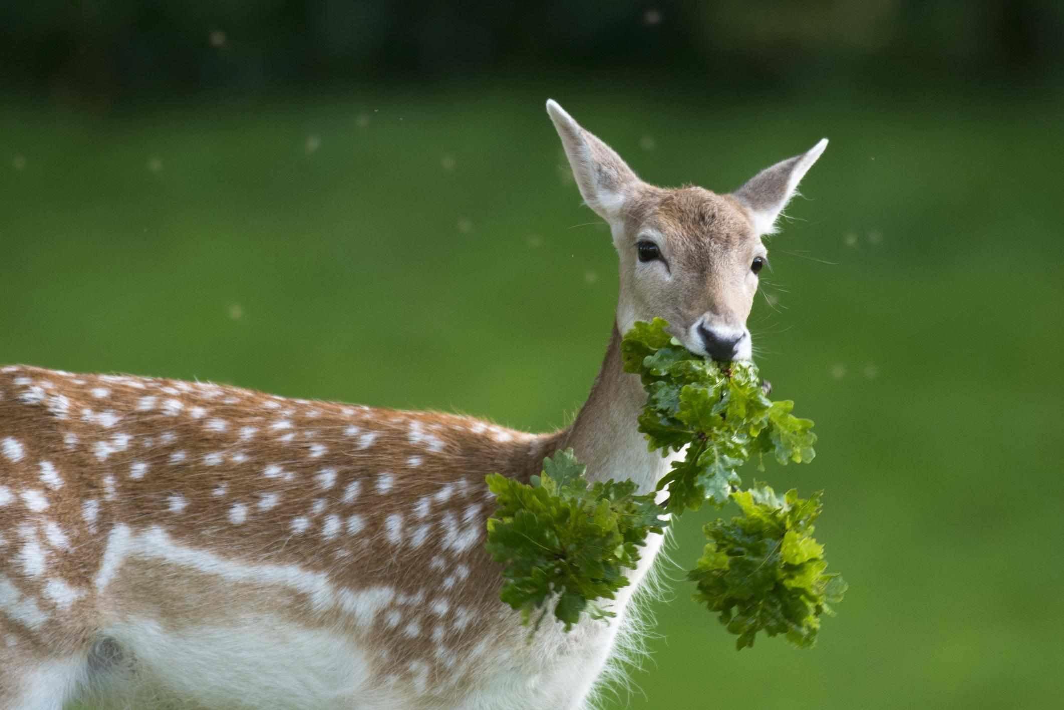 Animals that are hunted in the wild today tend to be better sources of meat because they are able to eat a natural diet and roam free as they were intended to do.