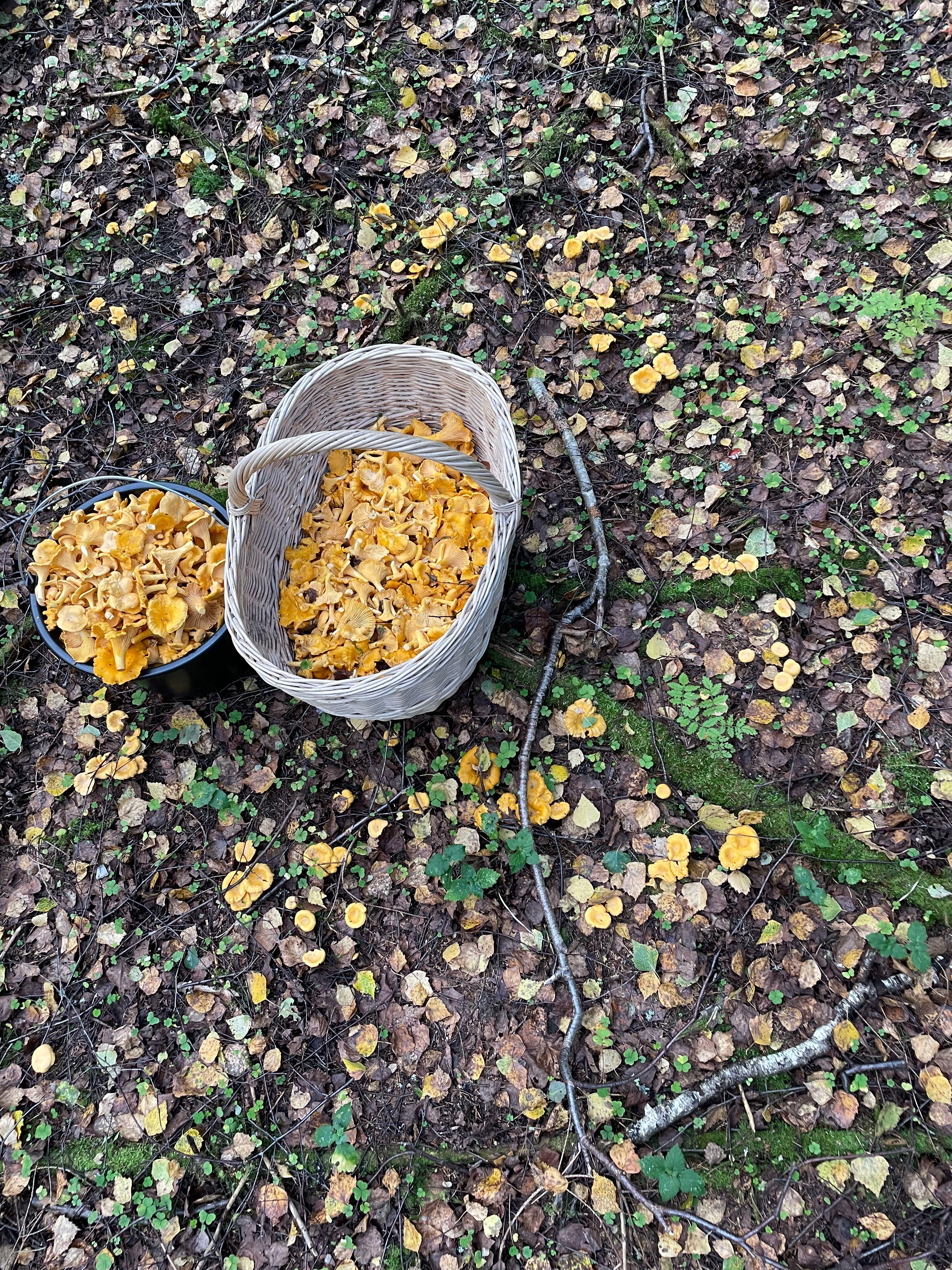 Cantharellus cibarius —conocido comúnmente como rebozuelo, anacate o chantarela— es un hongo basidiomiceto de la familia Cantharellaceae.