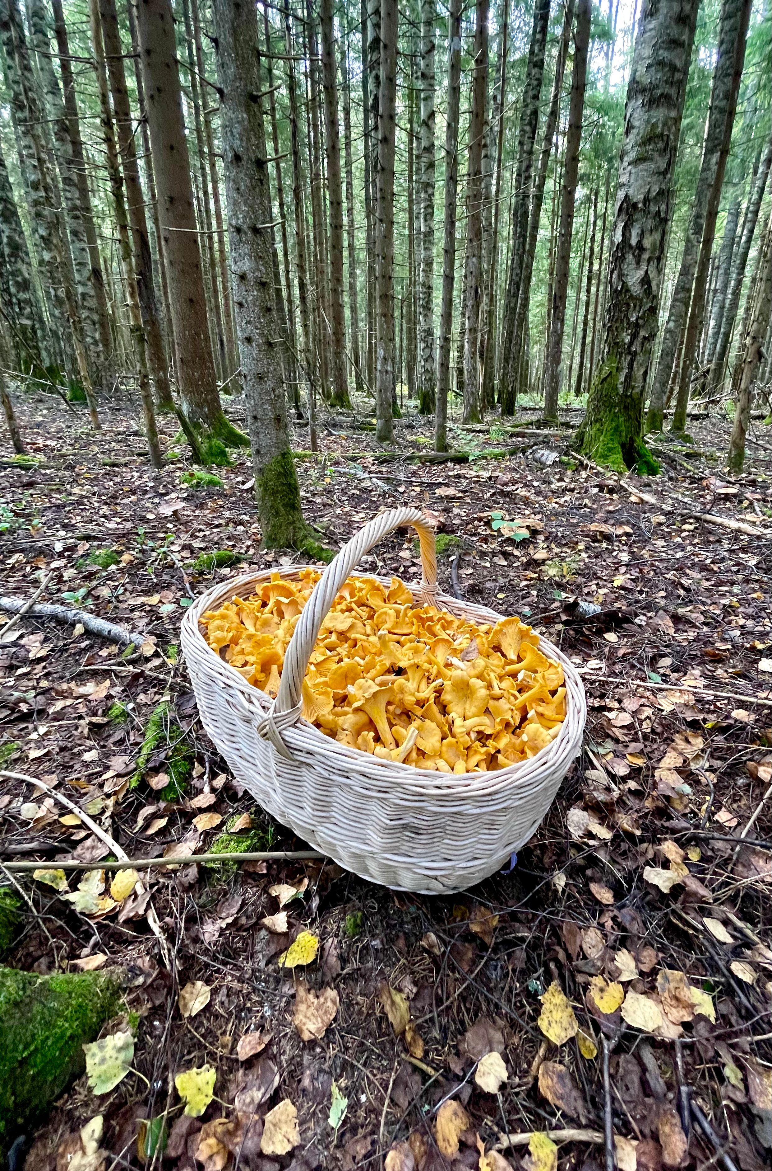 Cantharellus cibarius —conocido comúnmente como rebozuelo, anacate o chantarela— es un hongo basidiomiceto de la familia Cantharellaceae.