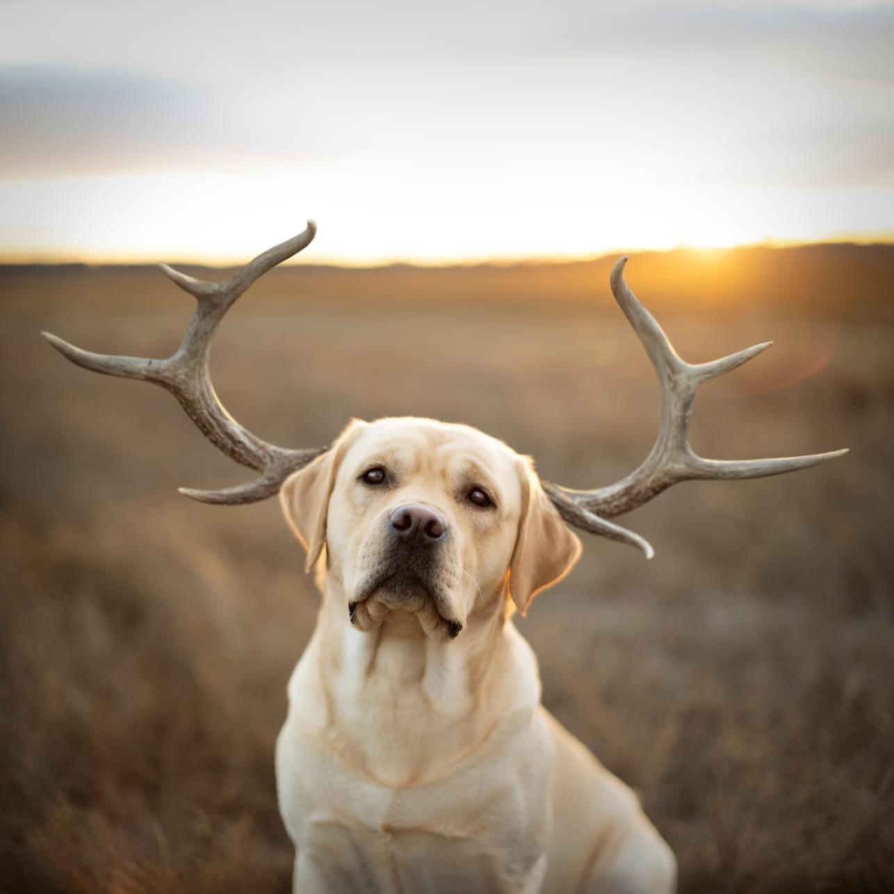Oh deer!