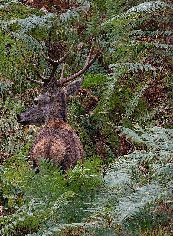 Une autre photo de ce magnifique animal !