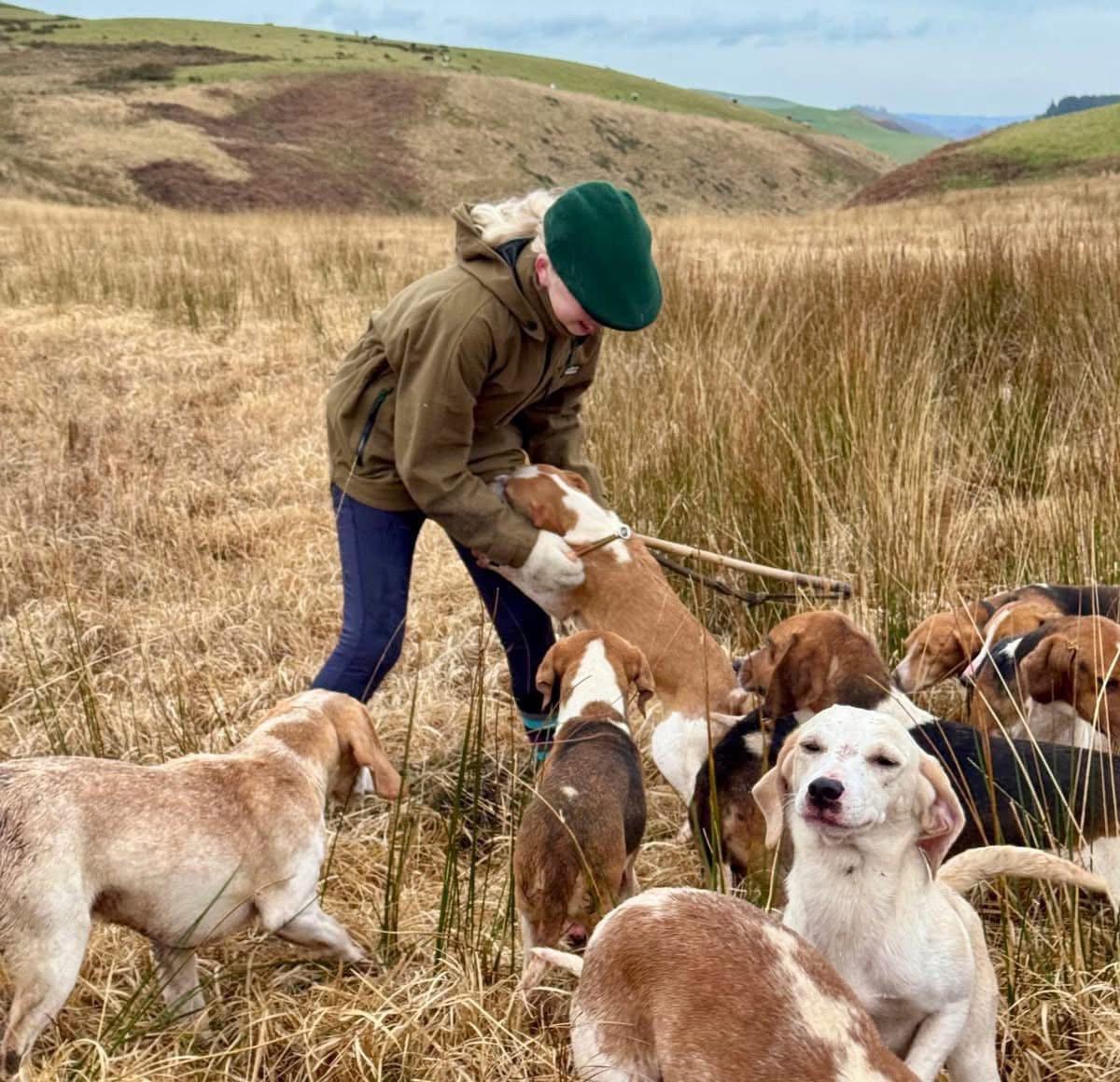 This young lady hunted the Emlyn Beagles for the first time last weekend.