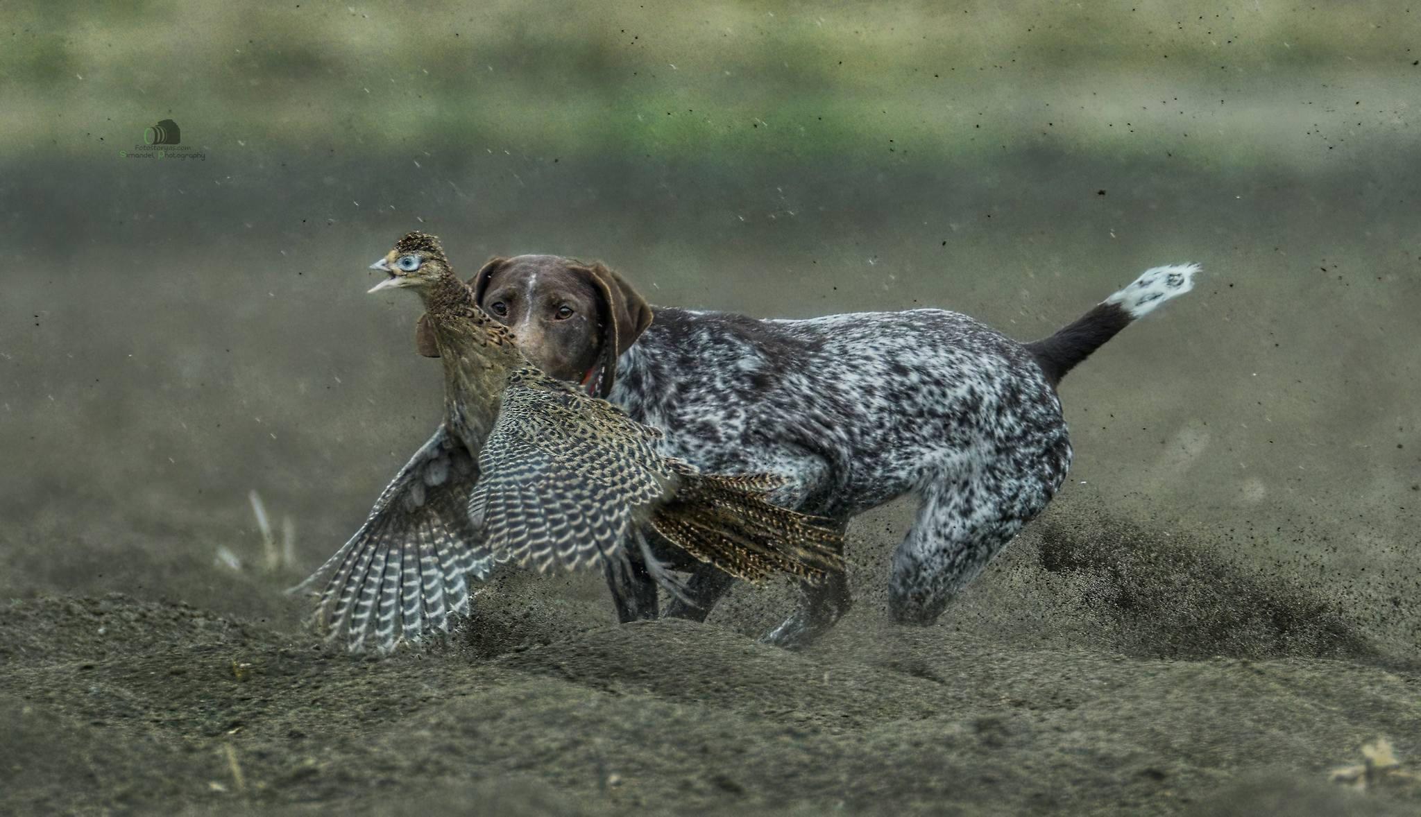 Pheasant hunting with the German ( 🐾GSP🐾)