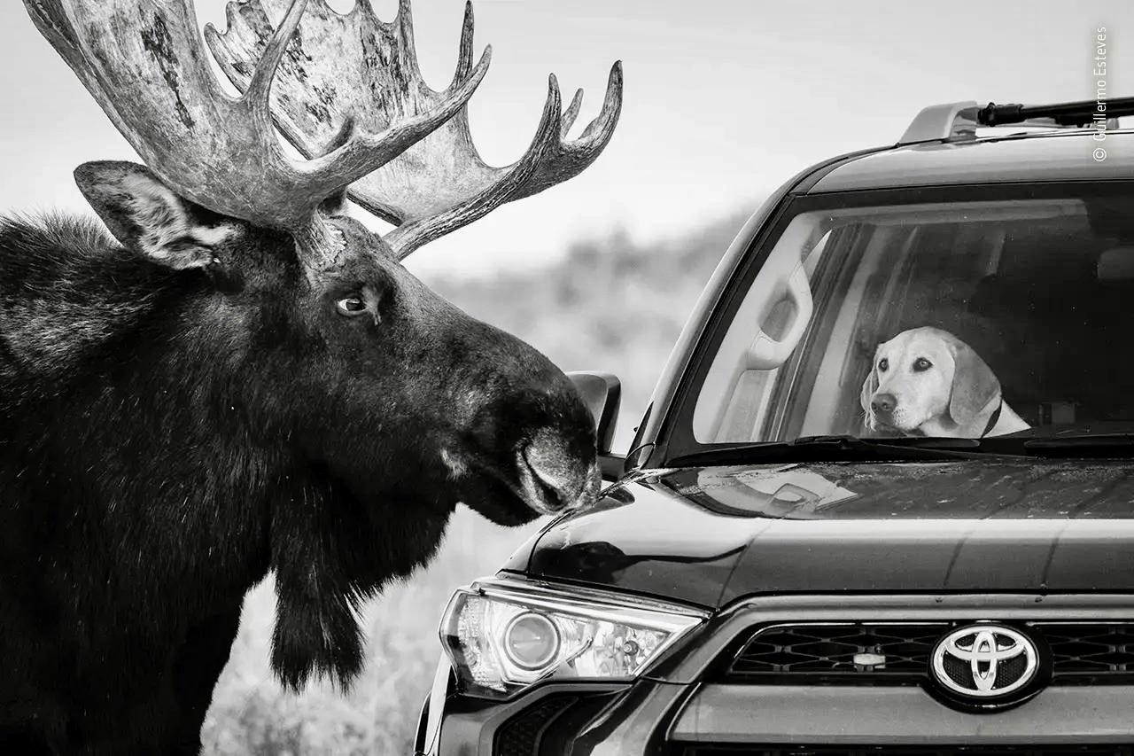 The Funniest Photos in the History of the Wildlife Photographer of the Year Contest.