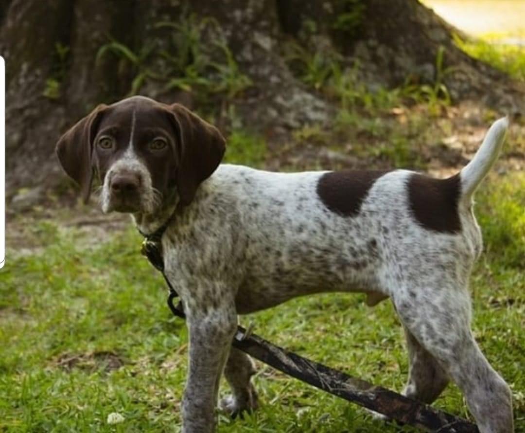 German pointers full blooded male and female just this 2 get any of them now no time 