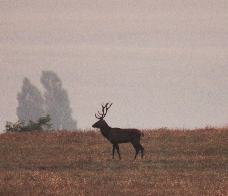 Südbalaton 30.09.2023: Frühansitz zur Nachbrunft im Top-Staatsrevier.