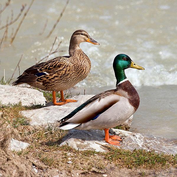 Amateur Hunting Launched in Armenia