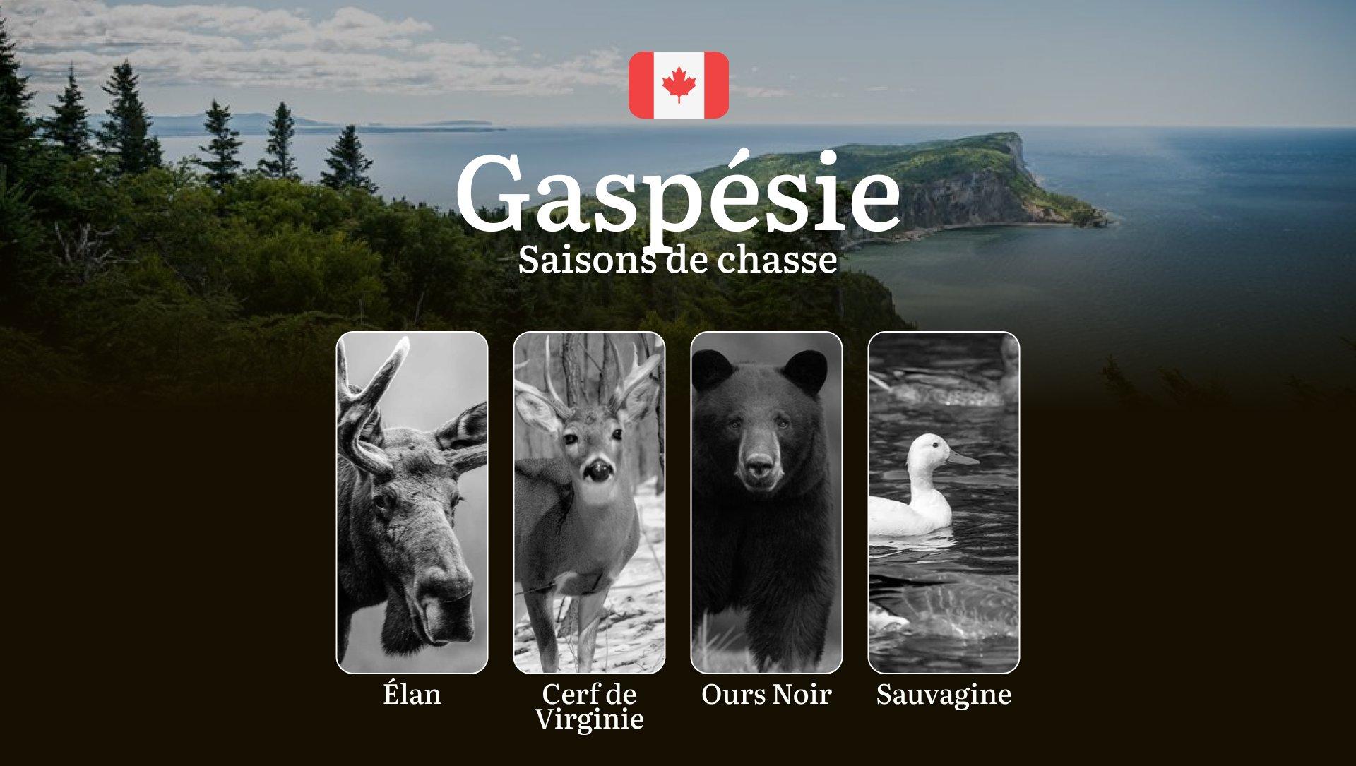 Saisons de chasse en GASPÉSIE: сalendrier complet, réglementation mise à jour et conseils