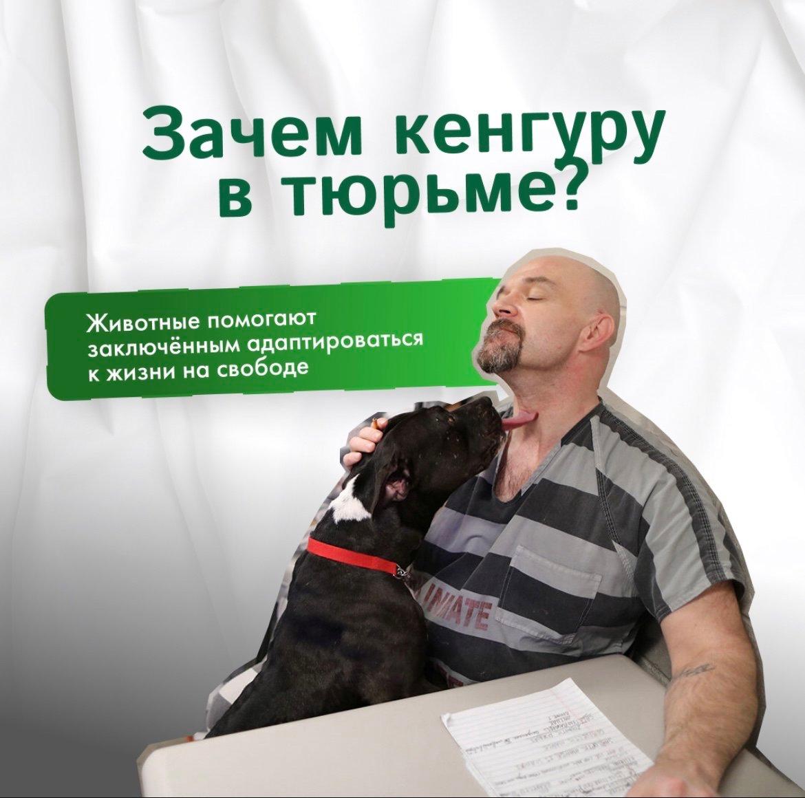Невероятная история из Чехии: два кенгуру совершили побег из тюрьмы!