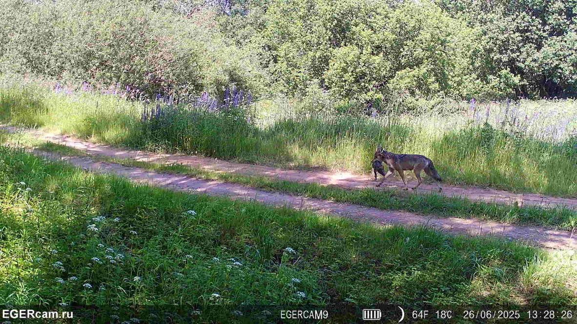 🐺The story of one pair of wolves in the hunting grounds of Alexander from our RikaNV team in Belarus!