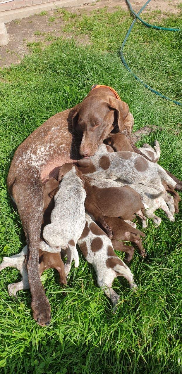 🐾✨ Meet the adorable hunting dog puppies!