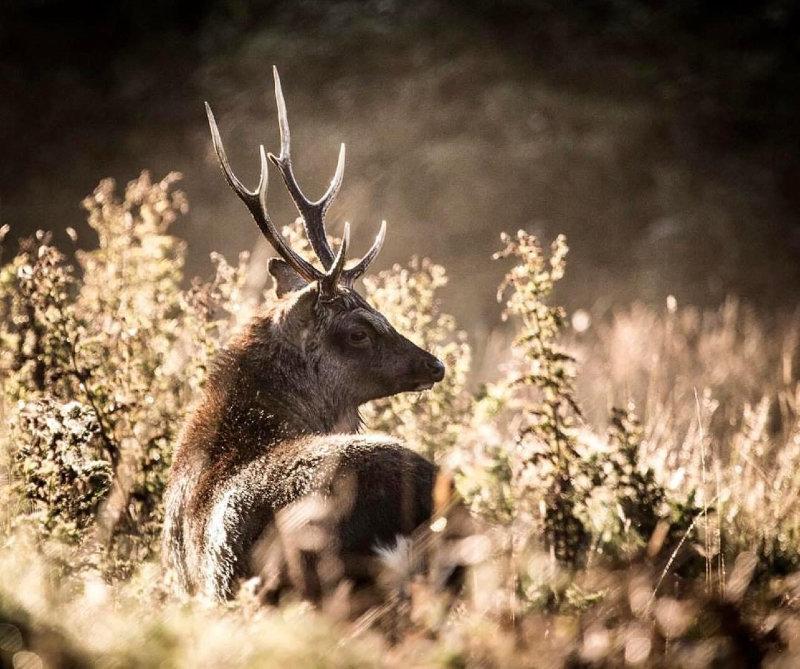 A County Kerry Sika stag at sunrise 