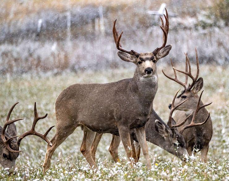 5 Awesome North American Combo Hunts