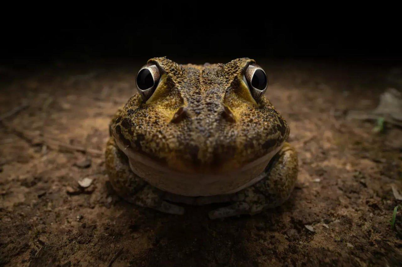 Объявлены победители конкурса Comedy Wildlife Photography Awards за самые смешные кадры из жизни дикой природы.