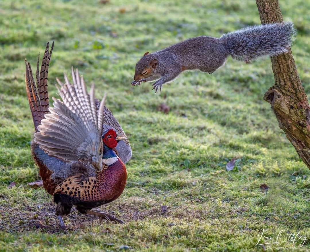 Pheasant vs Squirrel