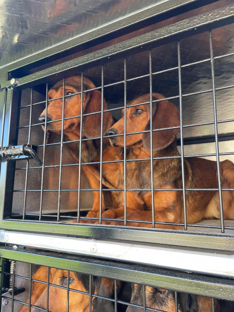 Voilà les chiens ont trouvé leur place dans l allier 03 dans leur nouvelle Caisse a chiens Sébastien Dournes  