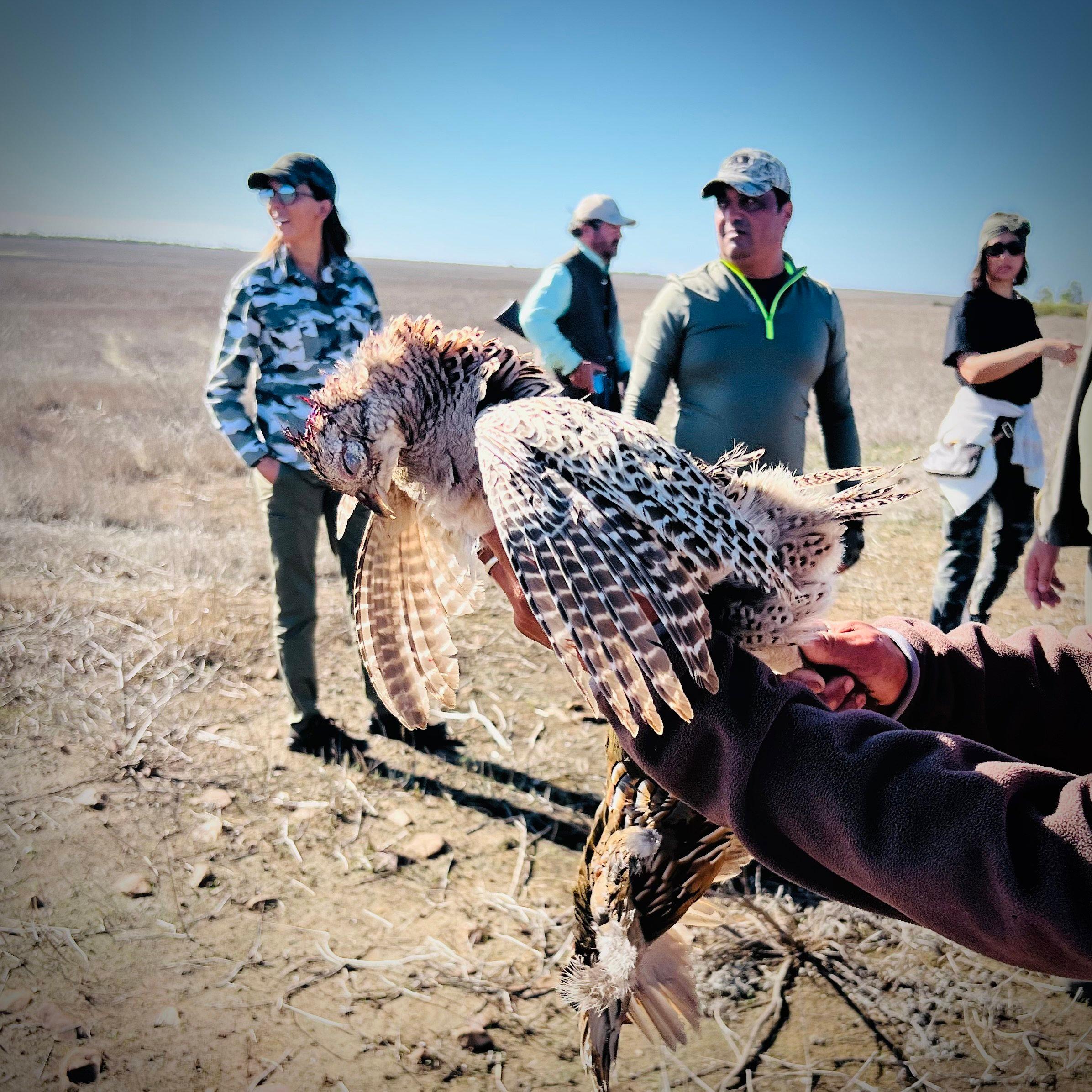 Chasse à la perdrix au Maroc