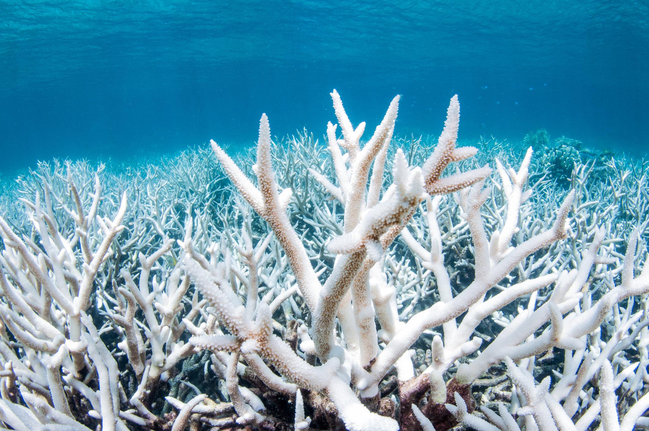 Dolphin poo plays 'significant role’ in helping coral reefs survive, says new study.